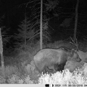 S bielou škvnkou na lopatke