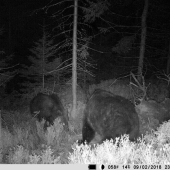 vzájomné oťukávanie