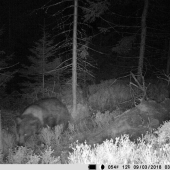 darmo sa zakráda, veľký brat ho vidí