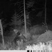 Už sa o mňa aj panda zaujíma