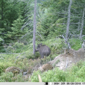 prírastok diviakov u nás