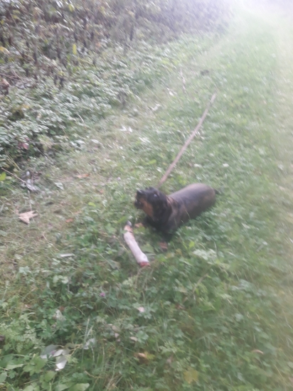 BEA