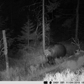 Poriadne vypapaný medvedík