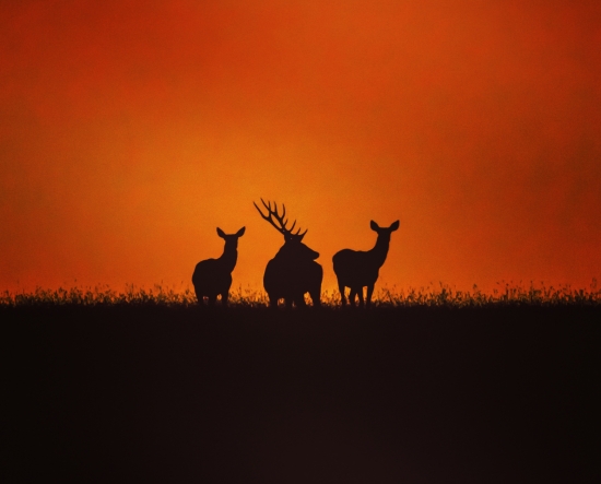 Shades of dawn
