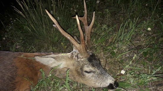 Na túto sezónu asi už aj stačilo.srnec číslo 7