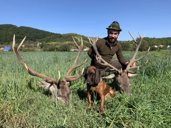 Jelenia ruja v Maďarsku