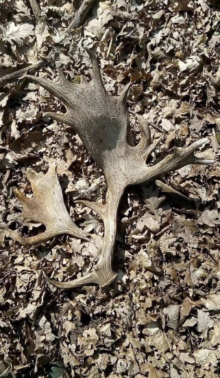 Síce minuloročný ale bol to môj prvý ...