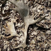 Síce minuloročný ale bol to môj prvý ...