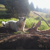 Pomocníčka pri love