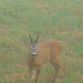 Prišiel ma pozrieť