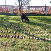 Spoločna na jarabice