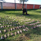 Spoločna na jarabice