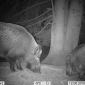 Diviačiky na kukuričke