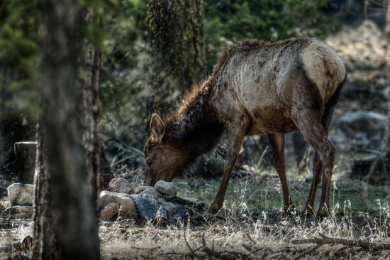 Wapiti