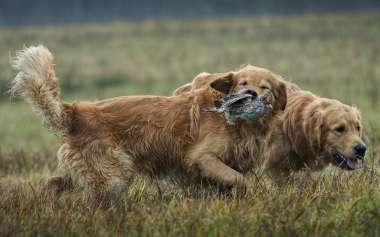 Zlatý retriever