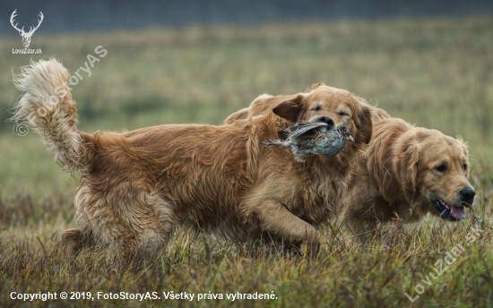 Zlatý retriever