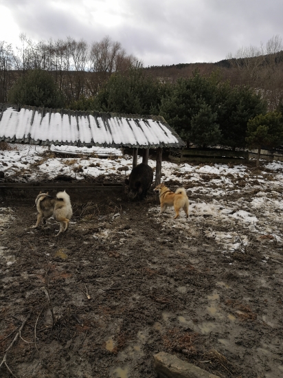 7 mesačný bratia opäť spolu.