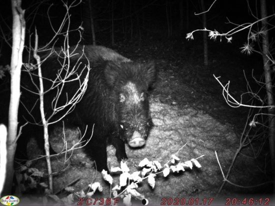 Čierny rytier pózuje.