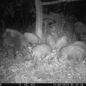 sadový mľackáči...