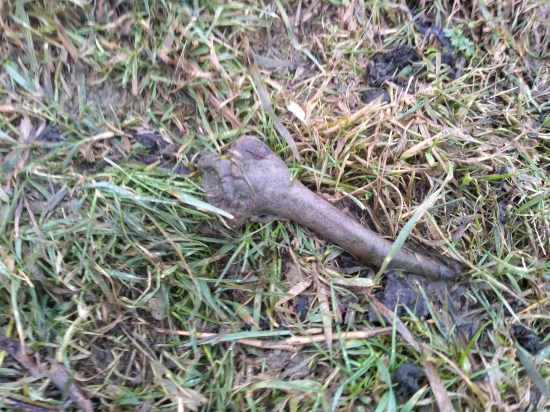 Keď hľadáš srnčie......