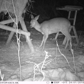 Skúška novej fotopasce