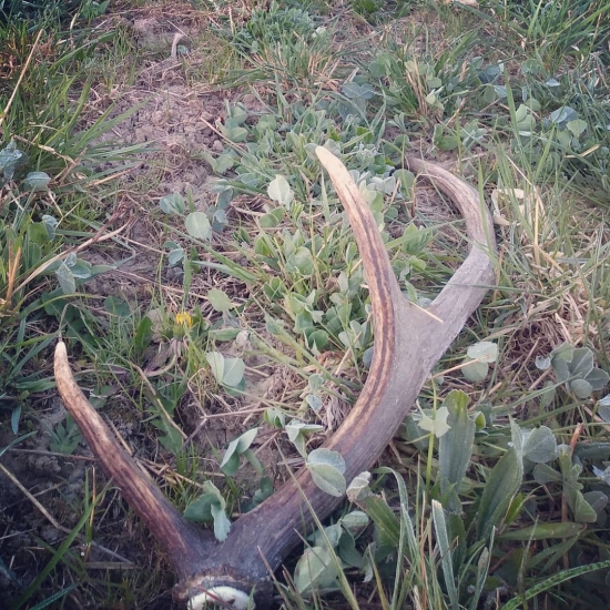 Ďalšie ranné šťastie-šesták