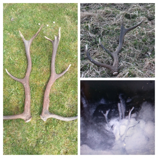 Poďakovanie nepravidelného desaťtoráka 2,20kg