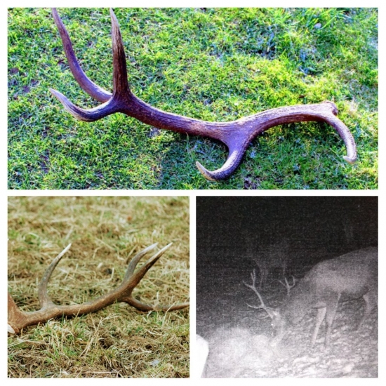 Poďakovanie č.2 -1,65kg