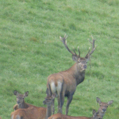 Neľútostný pohľad