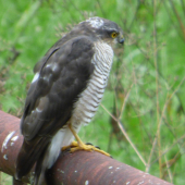 Poradte názov tochto dravca