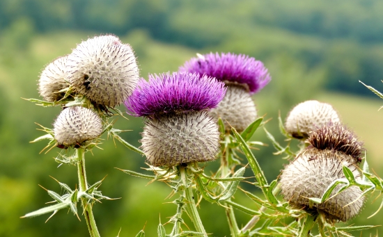 Pichliač bielohlavý