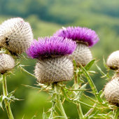 Pichliač bielohlavý