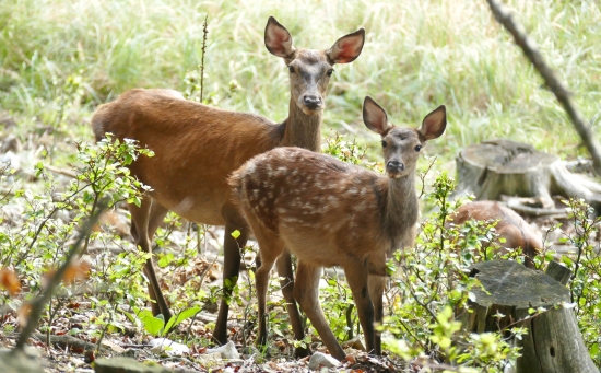 Mama a dcéra