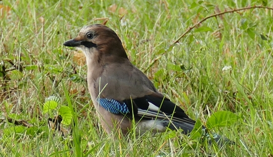 Sojka