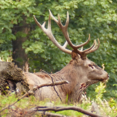 Dnešný fotoúlovok
