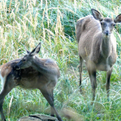 Jelenica s jelienčaťom