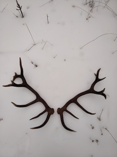 V šume daždivého rána.