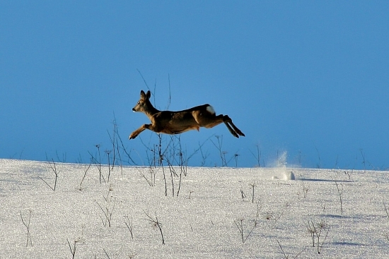 I believe I can fly