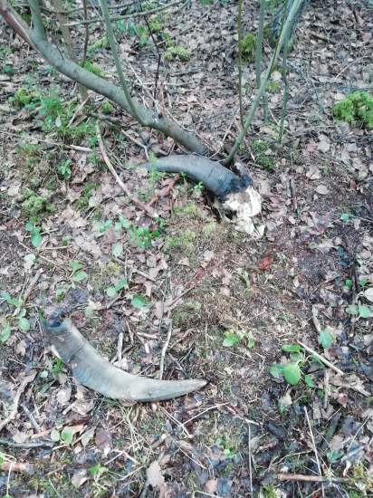 Velkopopovický kozel