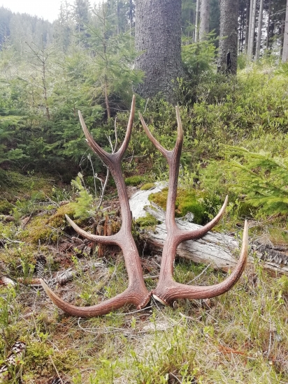 Zosadlo šťastie na vola