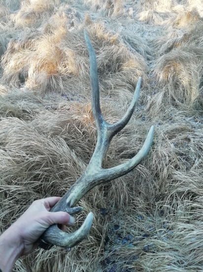 Zo spoločnej poľovačky