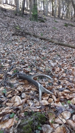 Rok si poležal - 8 toráčik