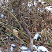 Srnčí  -  25,5 cm