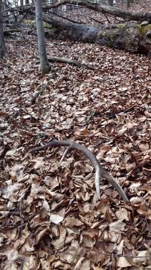 8 torák-vlaňajší