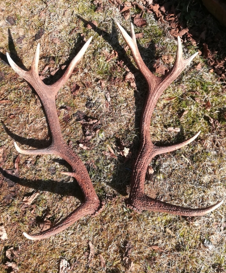 Zatiaľ životná pára