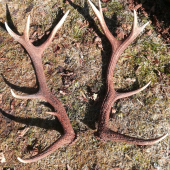 Zatiaľ životná pára