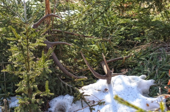 Štartovacia para v mladine