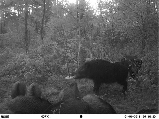 Sladká kukuričná lízanka