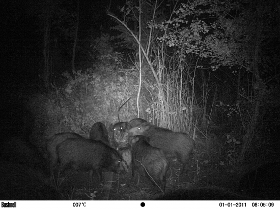 kukuričná lízanka a diviaky