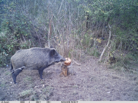 diviak a maškrta